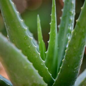 An image of an aloe vera plant