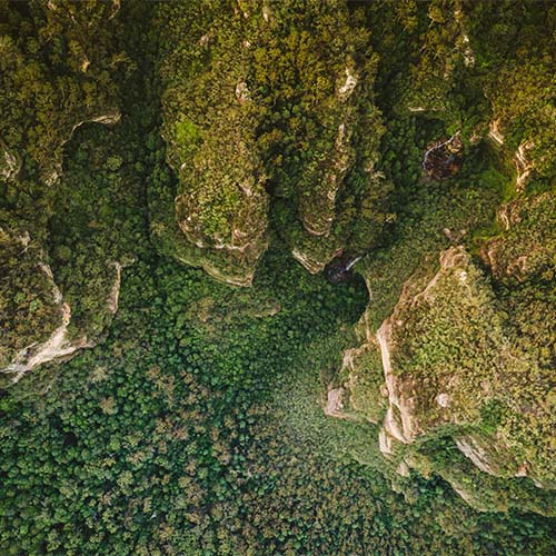 An overhead view of an Australian forest